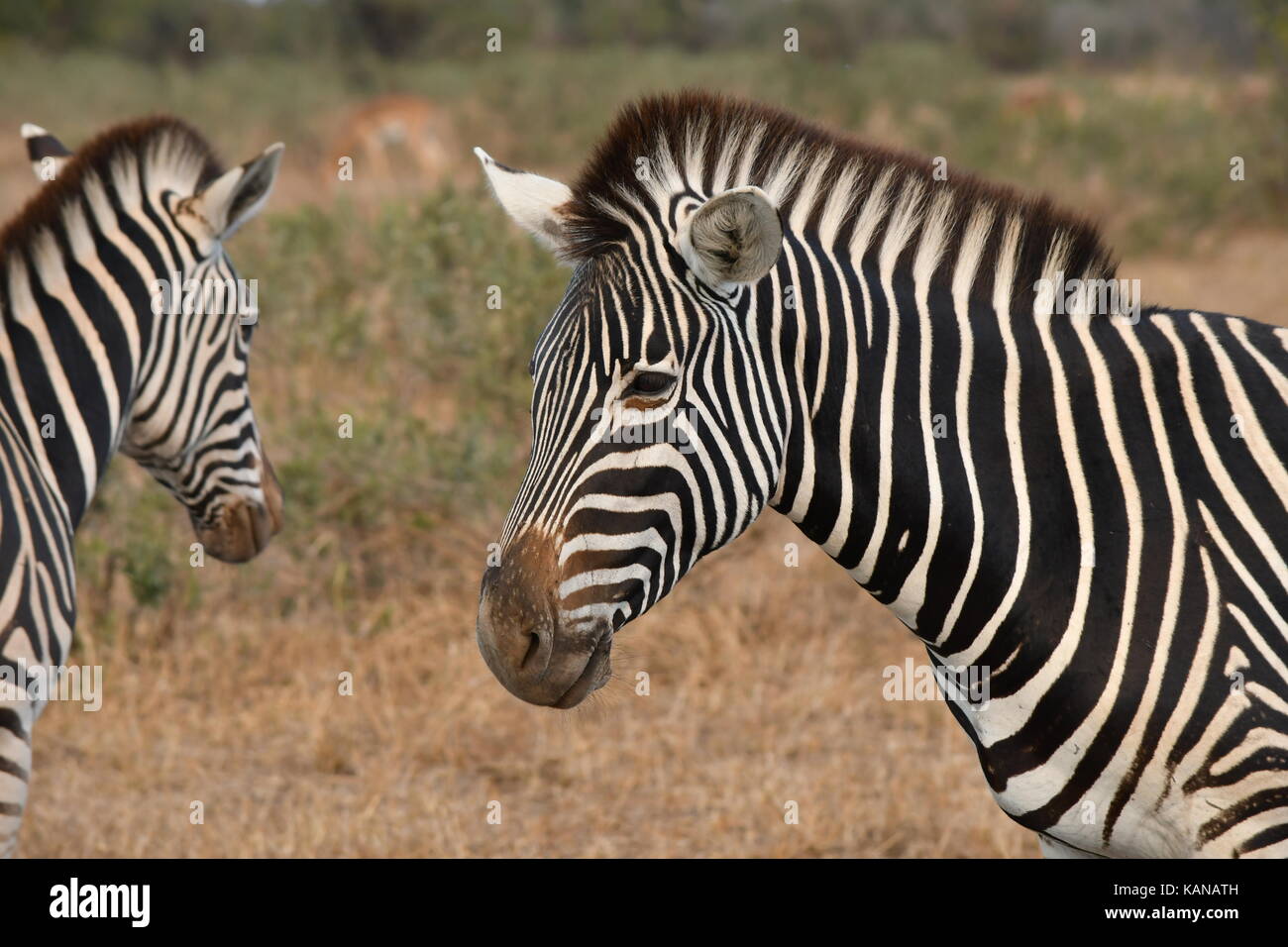 Burchell's Zebra on the plains in Kruger National Park, South Africa. Stock Photo