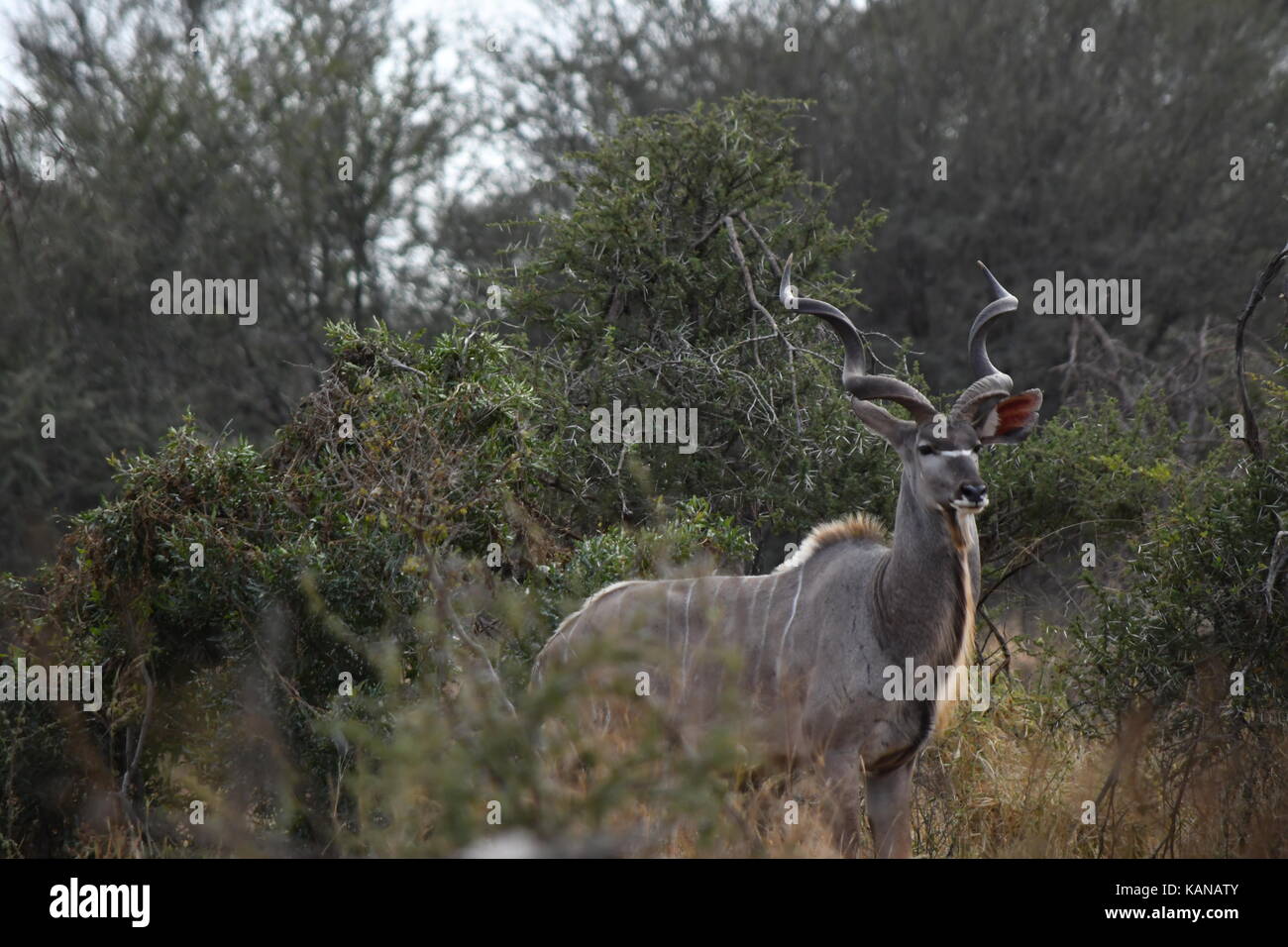 Kudu Bull emerges from the bush in Kruger National Park, South Africa Stock Photo