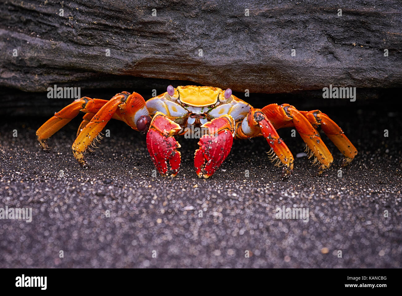 Colorful Sally Lightfoot crab in the Galapagos Islands of Ecuador Stock Photo