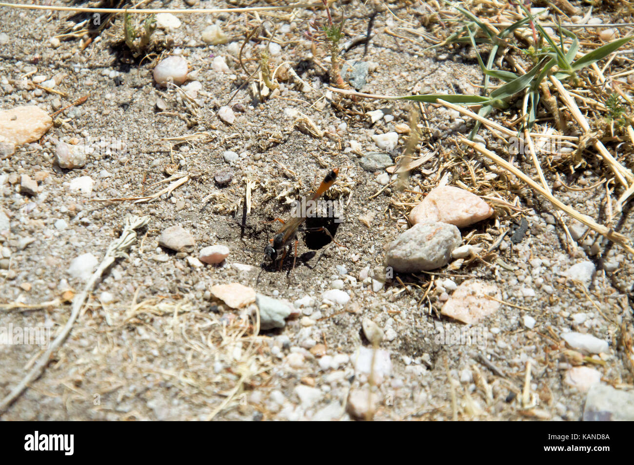 A thread waisted wasp coming out of its hole on antelope island, utah. Stock Photo