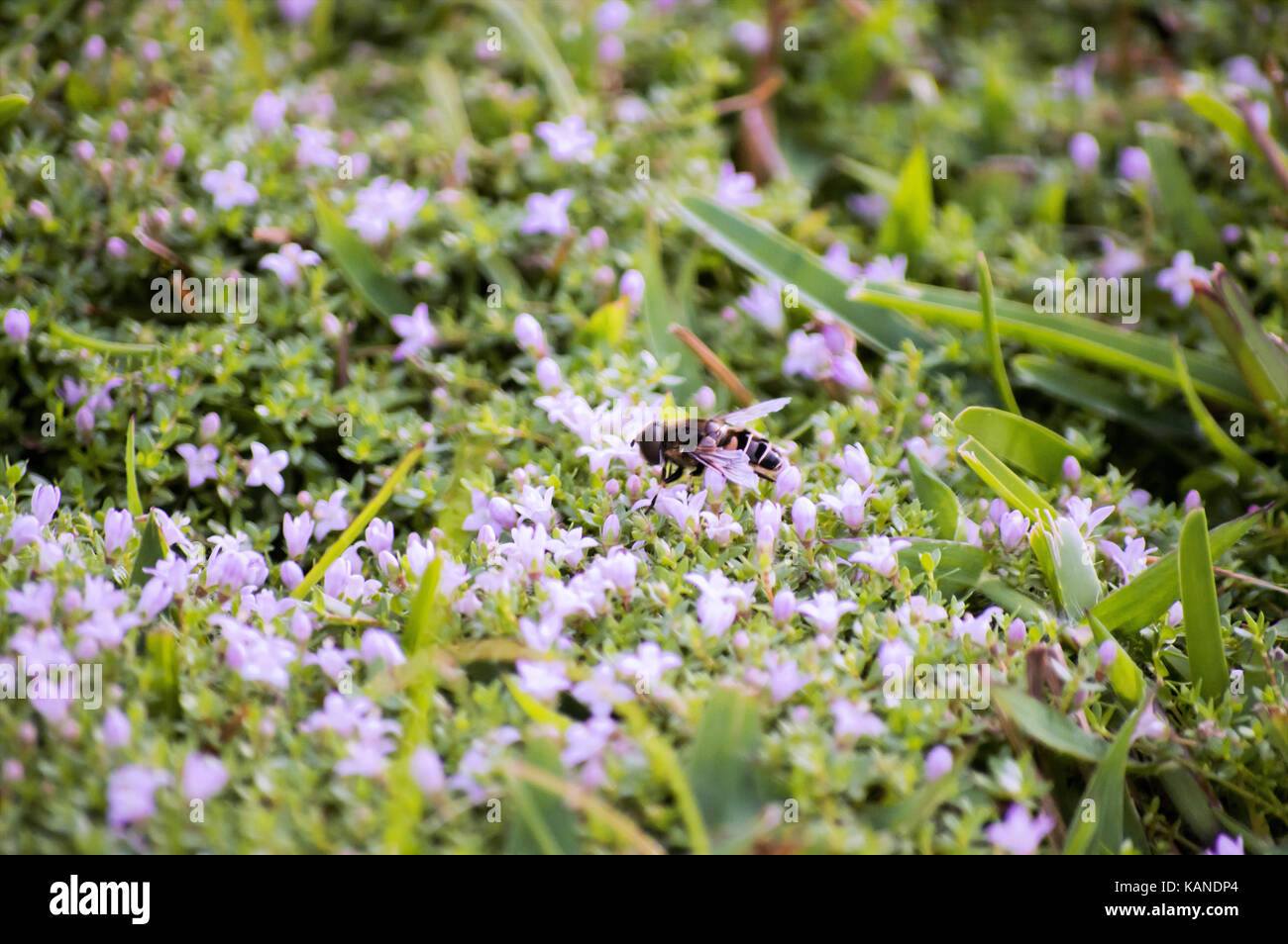 Snow in summer flowers with a pollinating honey bee. Stock Photo