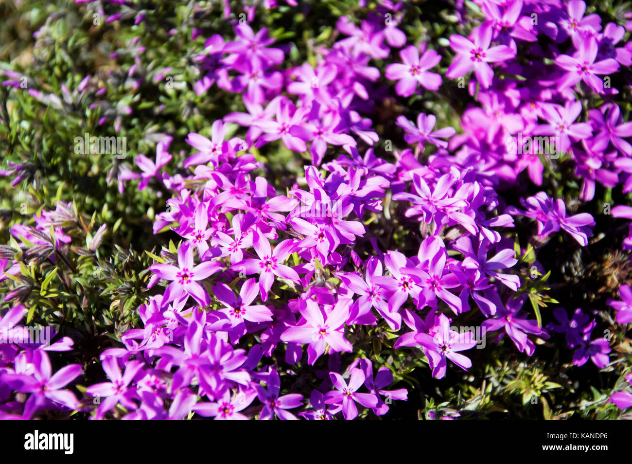 A spread of purple phlox flowers. Stock Photo