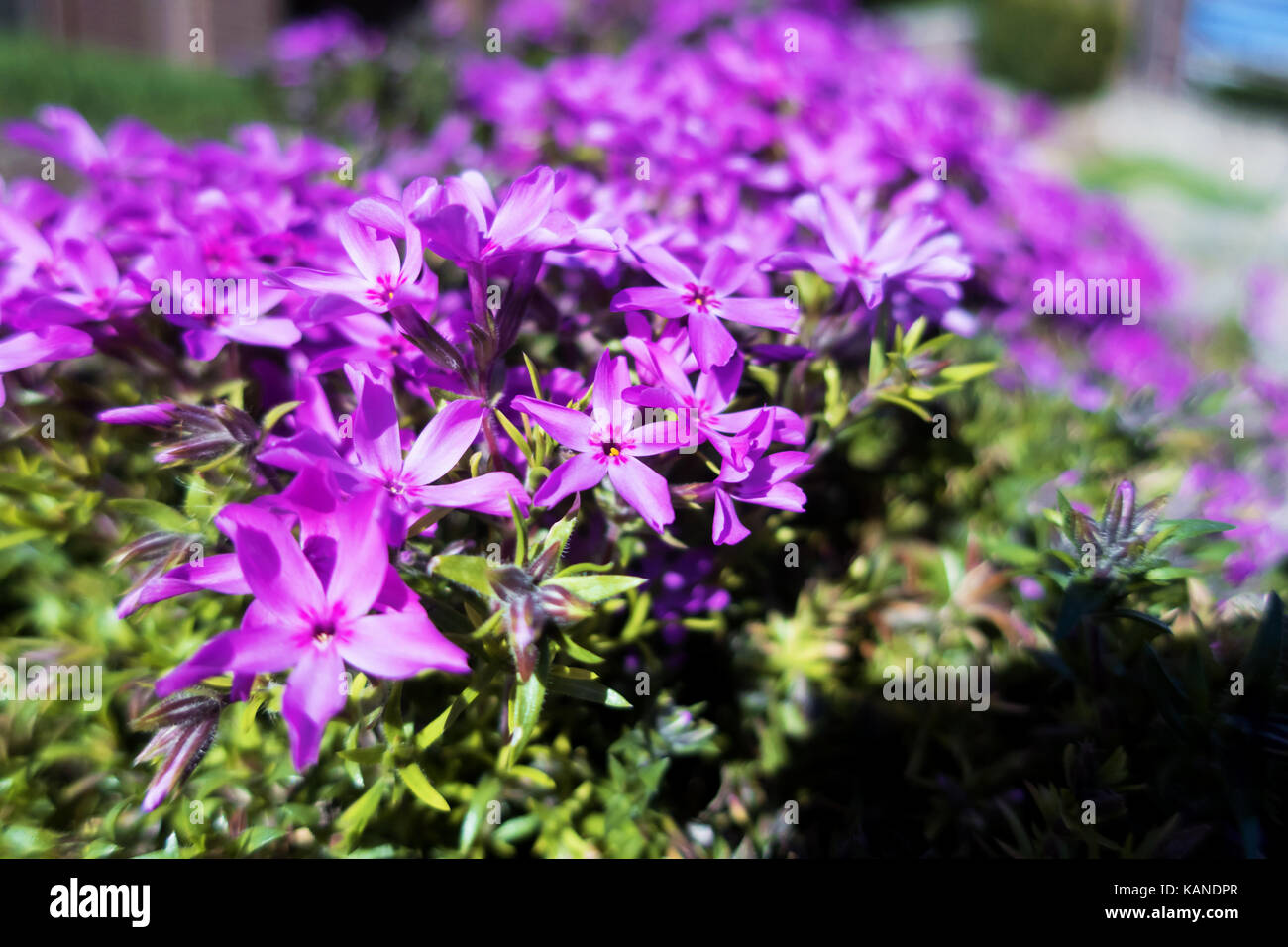 A spread of purple phlox flowers. Stock Photo