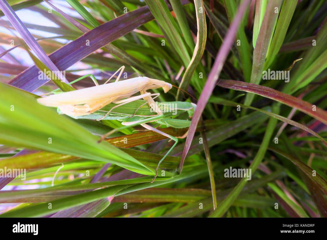 A tan and a green mantis mating on a  plant. Stock Photo