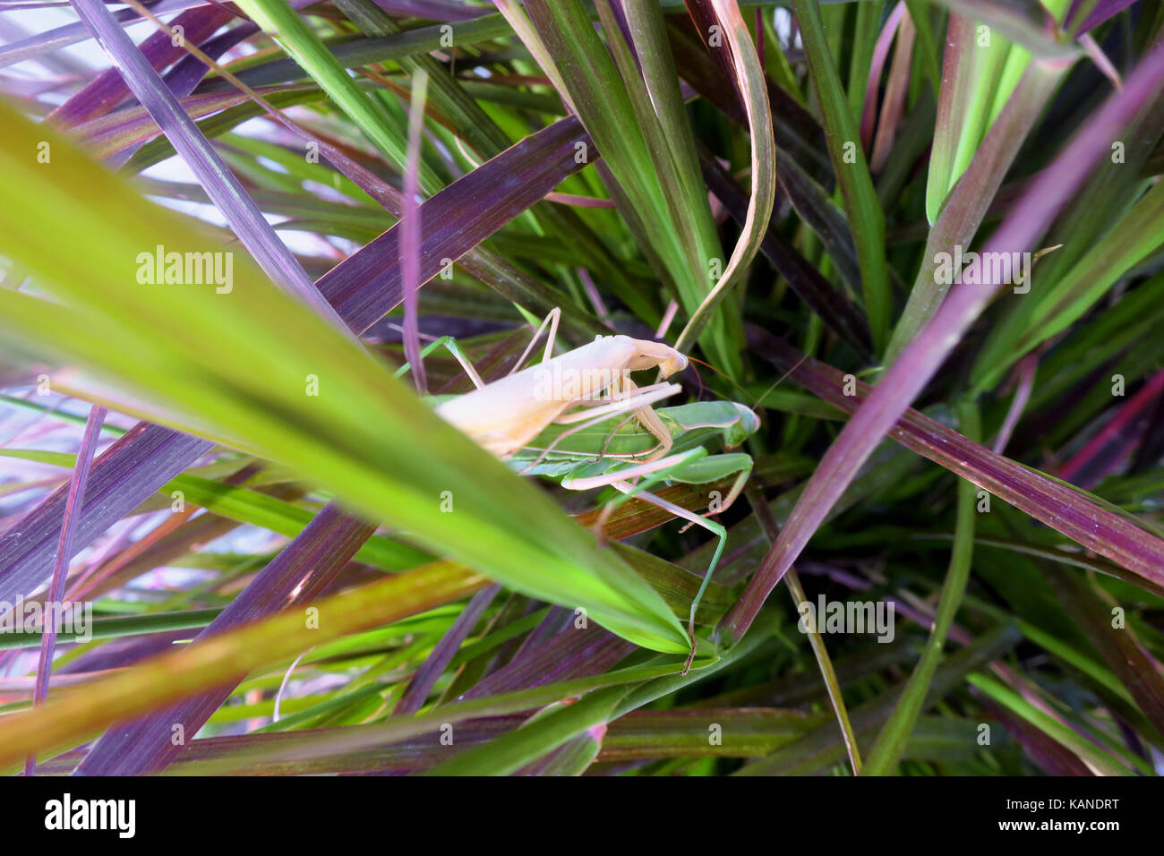 A tan and a green mantis mating on a  plant. Stock Photo