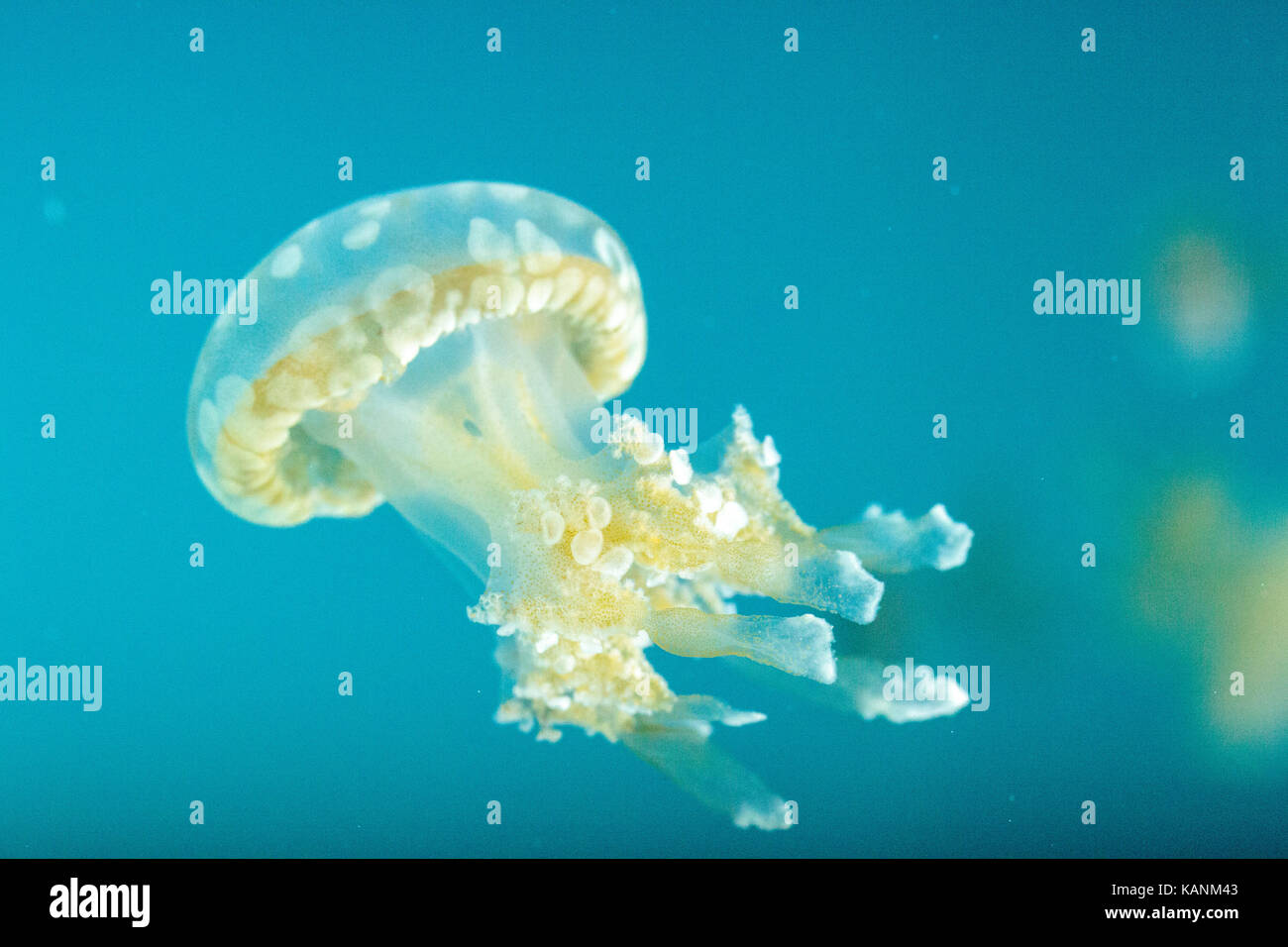 Golden jelly, Phyllorhiza punctata, is also known as the floating bell ...