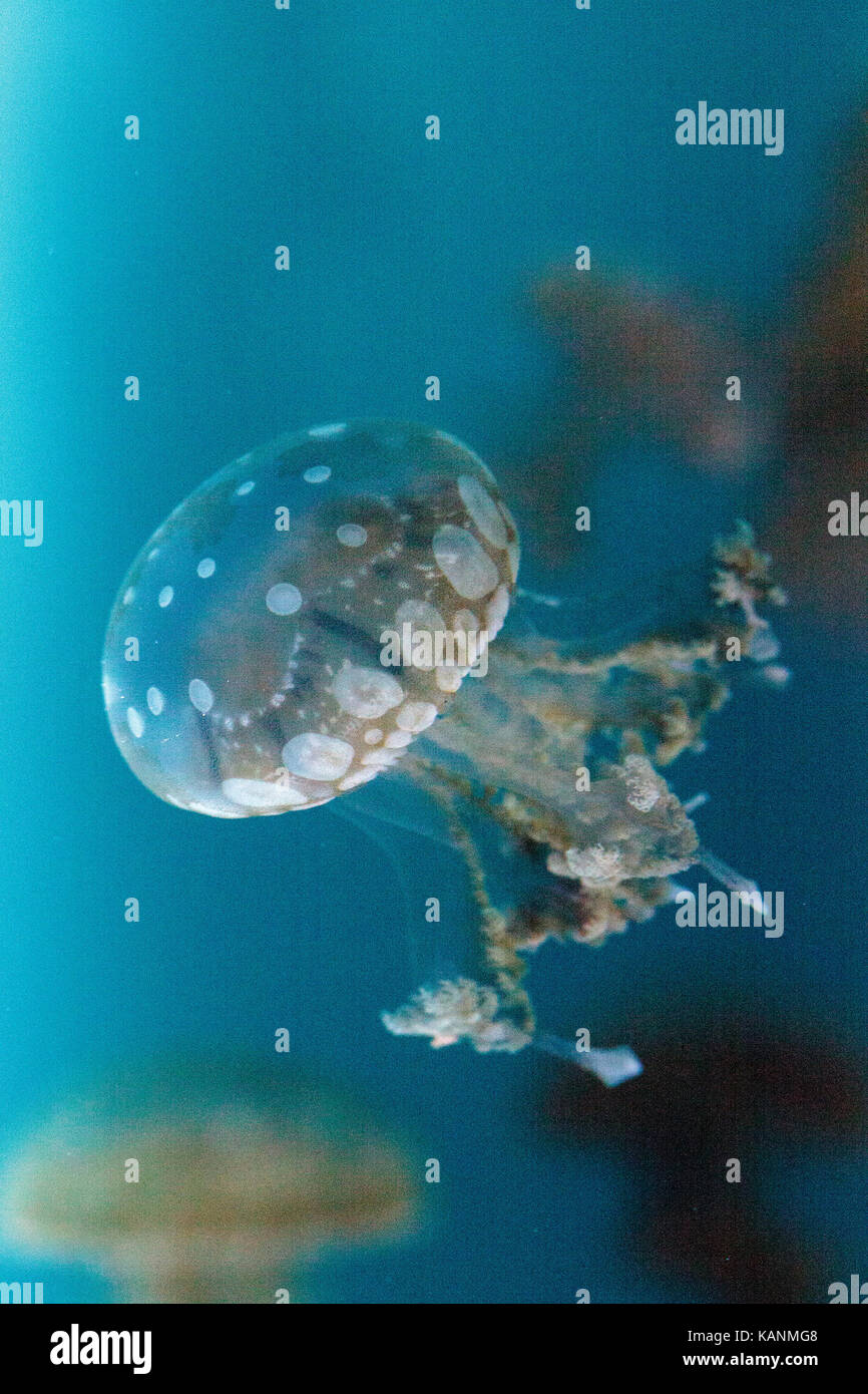 Golden jelly, Phyllorhiza punctata, is also known as the floating bell ...