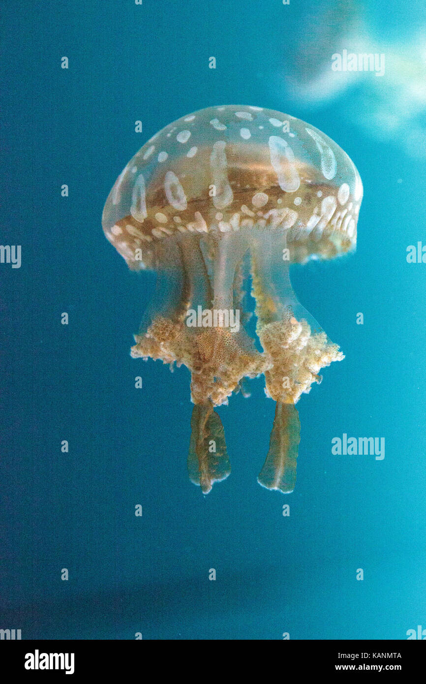 Golden jelly, Phyllorhiza punctata, is also known as the floating bell ...