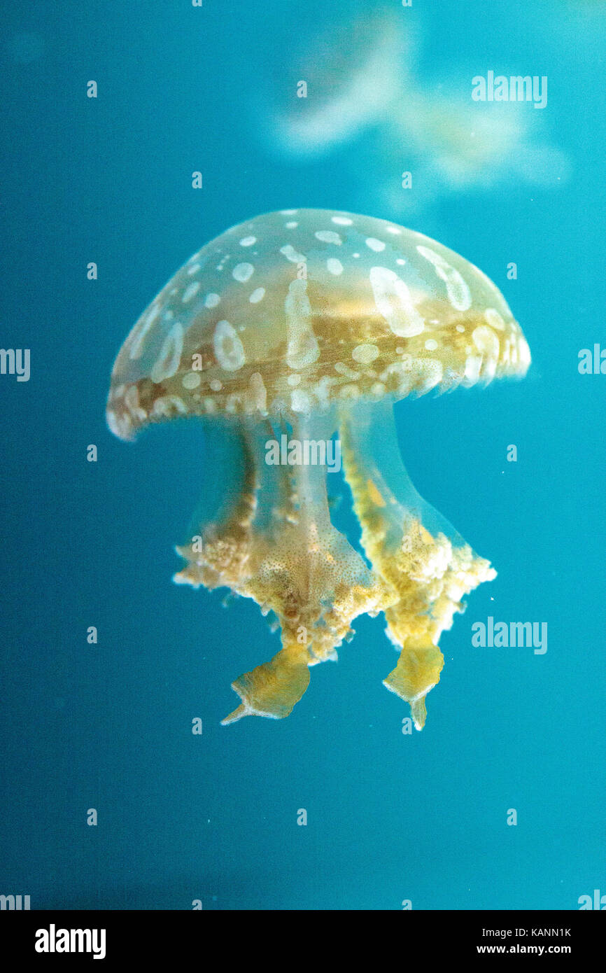 Golden jelly, Phyllorhiza punctata, is also known as the floating bell ...