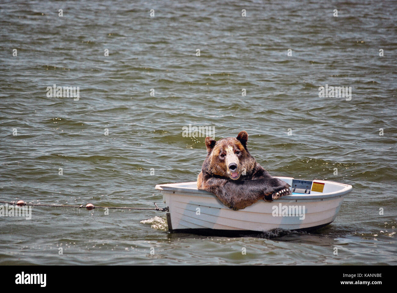 bear in row boat on water Stock Photo Alamy