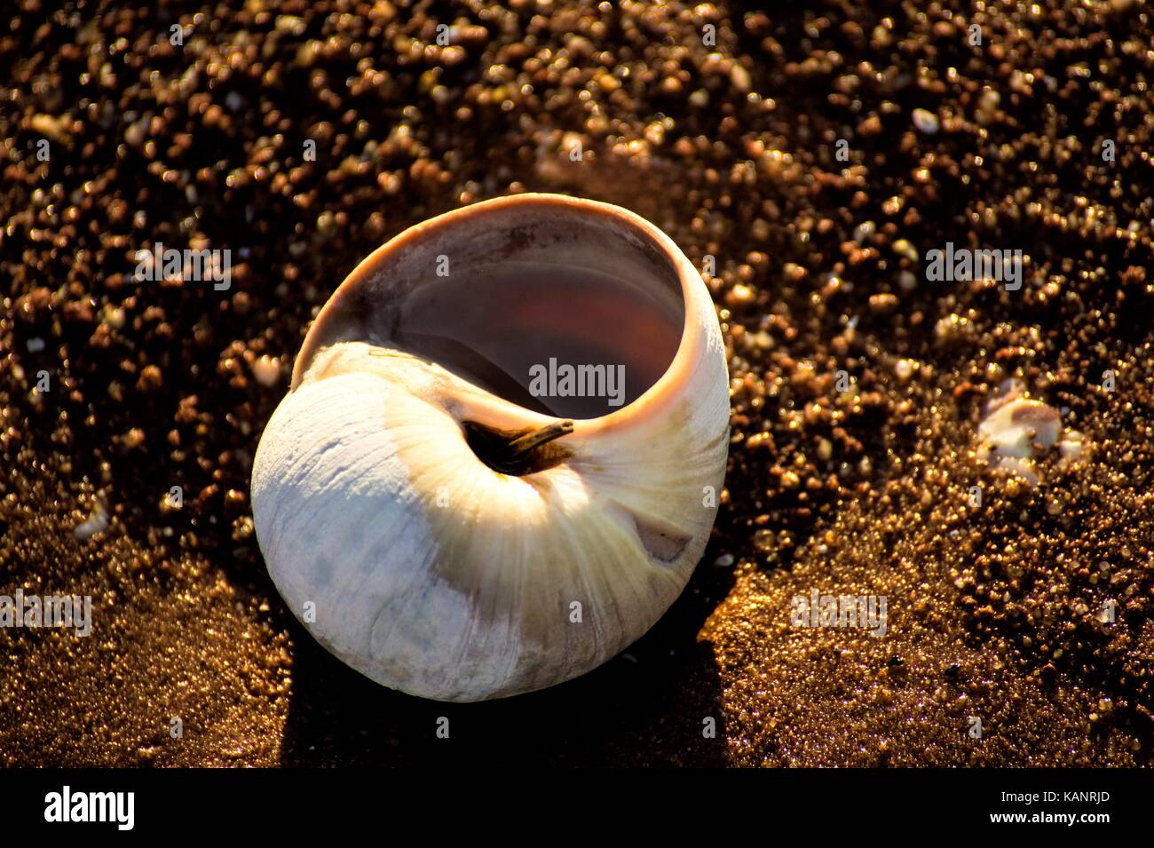 moonsnail shell upside down Stock Photo Alamy
