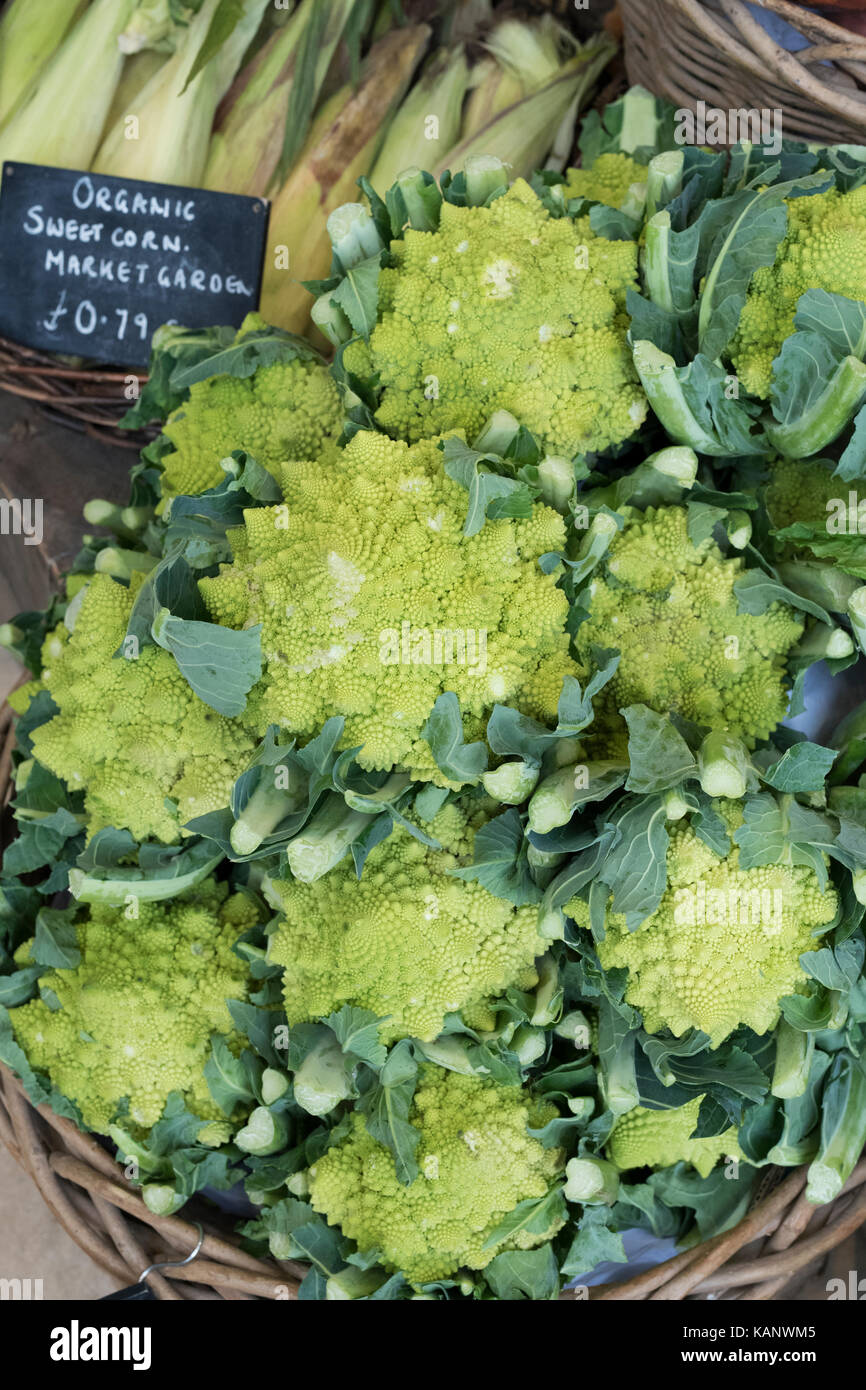 Romanesco cauliflowers. Organic vegetables for sale at Daylesford Organic farm shop autumn festival. Daylesford, Cotswolds, Gloucestershire, England Stock Photo
