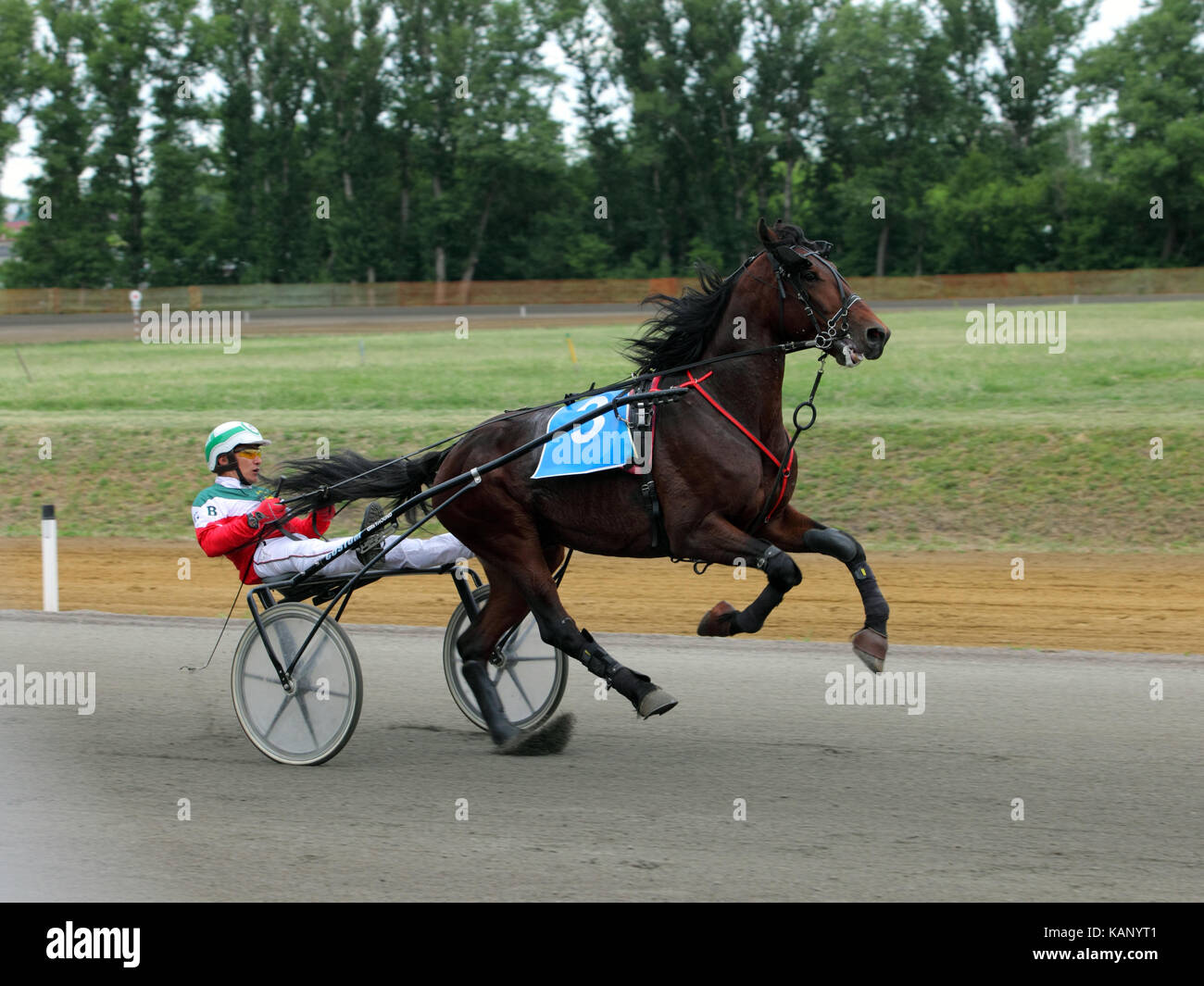 Trotting Trouble in the race Stock Photo