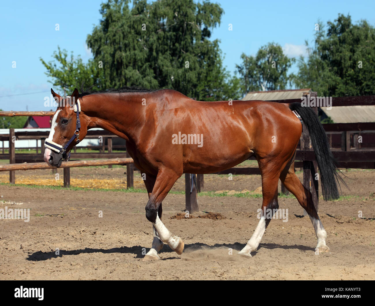 Thoroughbred brood horse in paddock of stud horse farm Stock Photo