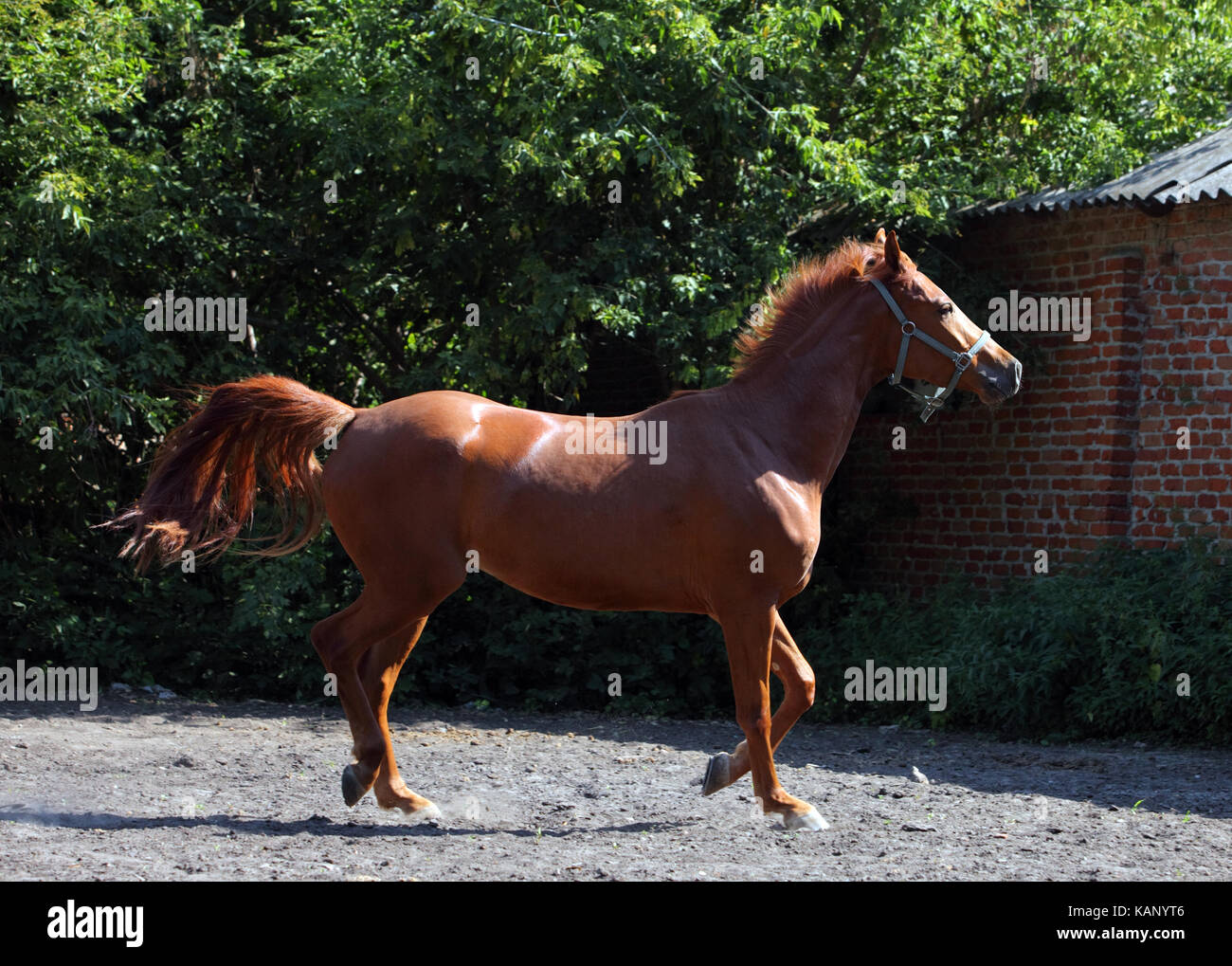 Portrait of race horse animal in rural farming landscape Stock Photo