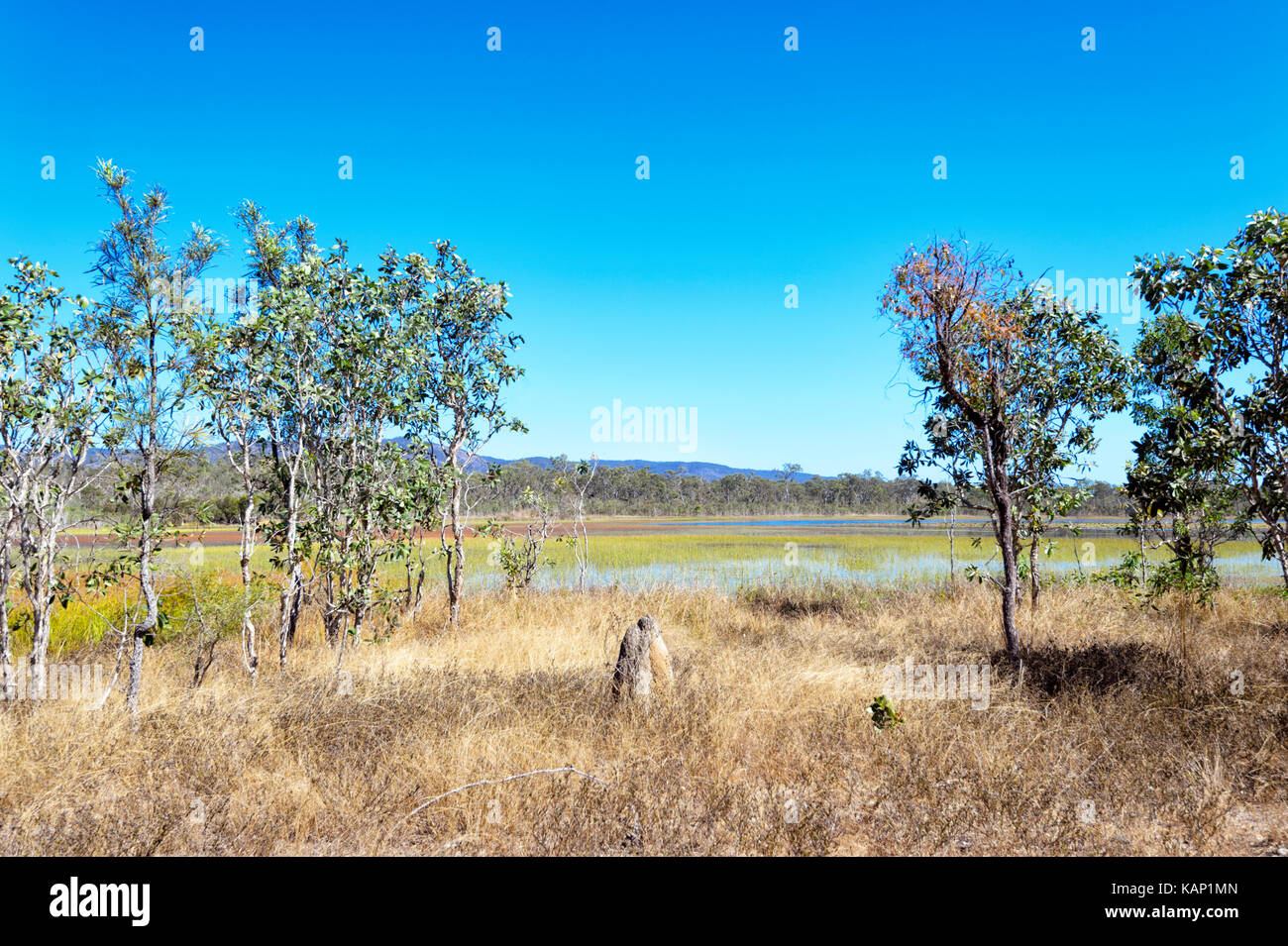 Mareeba Wetlands Nature Reserve, Atherton Tablelands, North Queensland, QLD, Australia Stock Photo