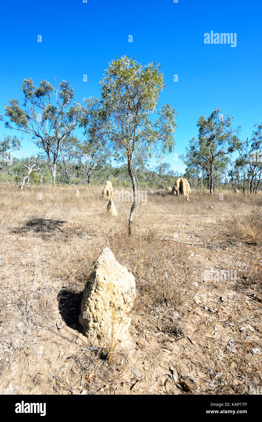 Savannah with termite mounds part of the Mareeba Wetlands Nature Reserve, Atherton Tablelands, North Queensland, QLD, Australia Stock Photo