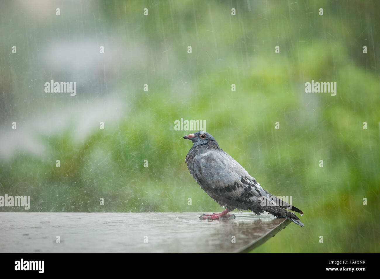 Homeless pigeon