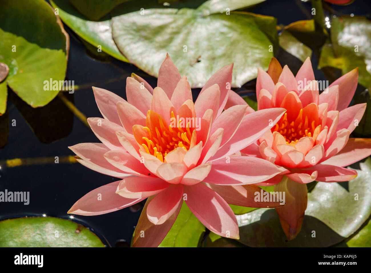 Close up shot of Water Lilies blossom, photo taken at Santa Monica, Los Angeles County, California, United States Stock Photo