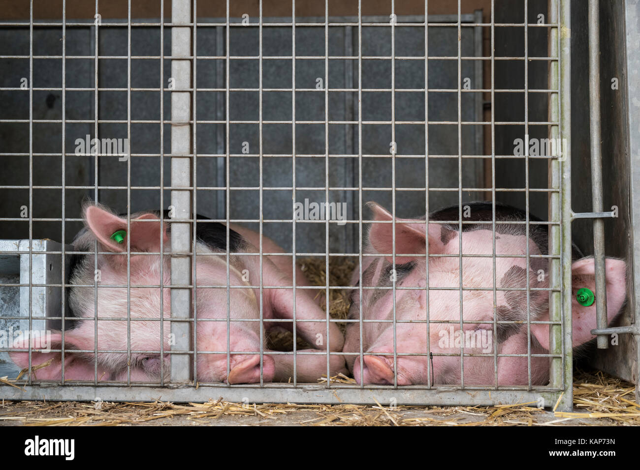 Sus scrofa domesticus. Gloucester old spot pigs sleeping in a temporary pen at an autumn show. UK Stock Photo