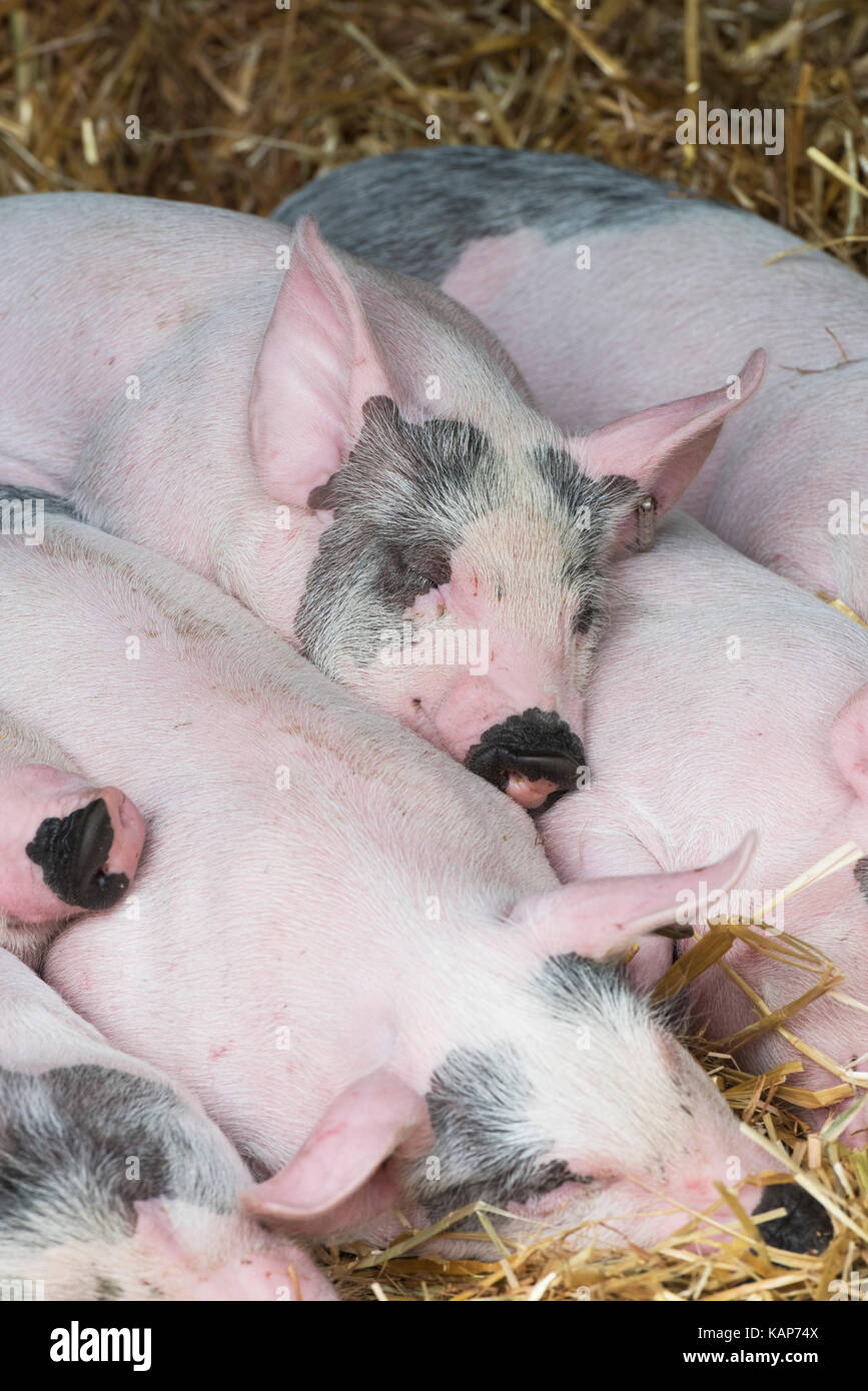 Sus scrofa domesticus. Large white cross piglets sleeping in a temporary pen at Malvern autumn show, Worcestershire, UK Stock Photo