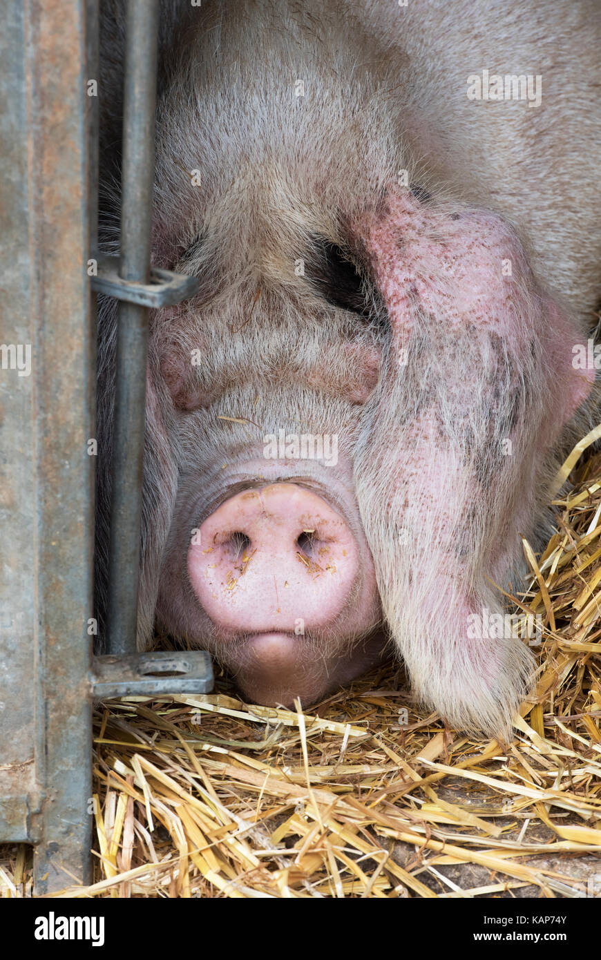 Sus scrofa domesticus. Pig sleeping in a temporary pen at an autumn show. UK Stock Photo