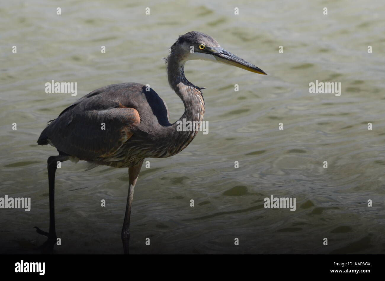 Great blue heron at Jamaica Bay,New York City Stock Photo Alamy