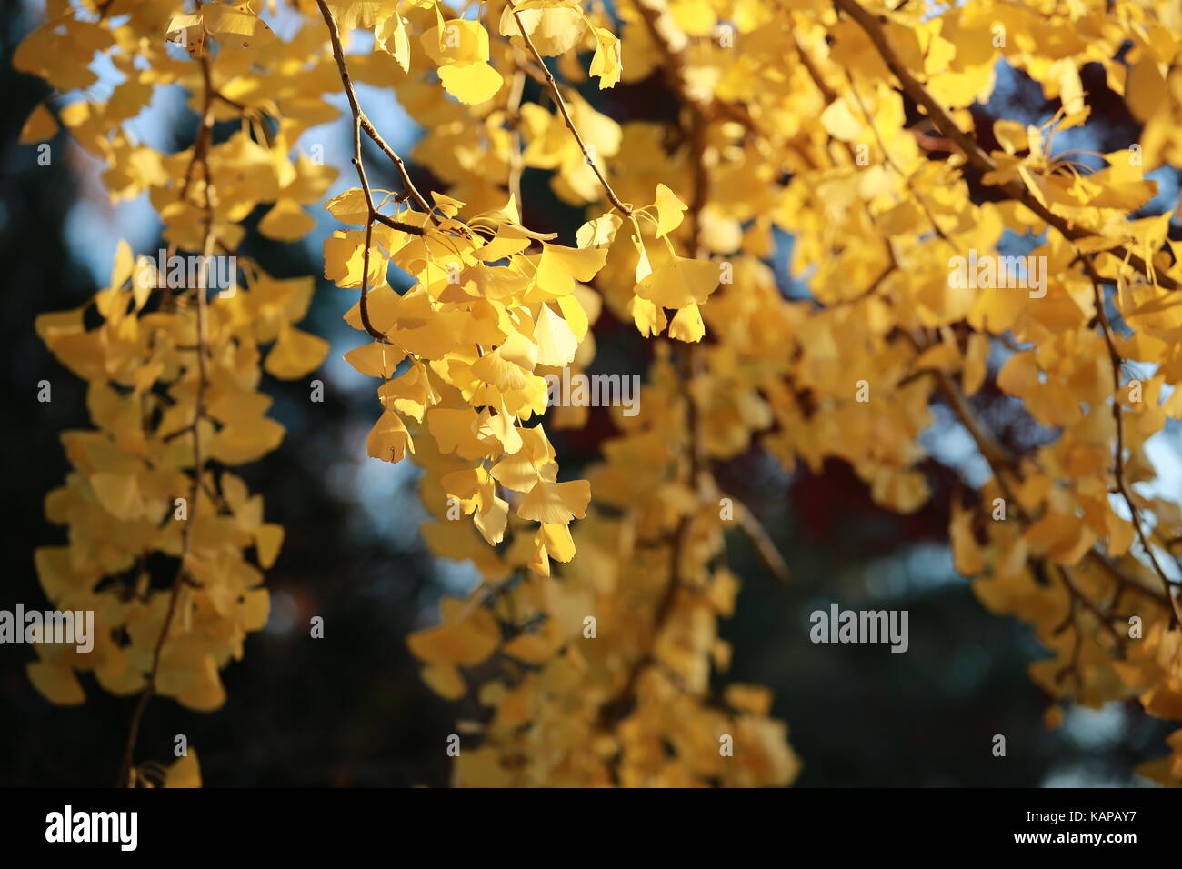 golden ginkgo leaves in japan park Stock Photo