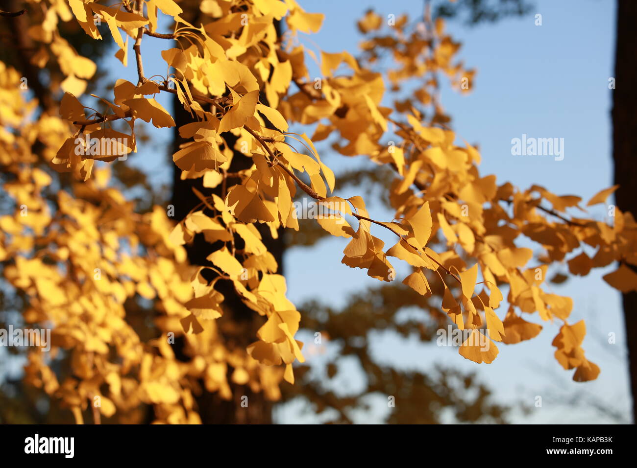 golden ginkgo leaves in japan park Stock Photo