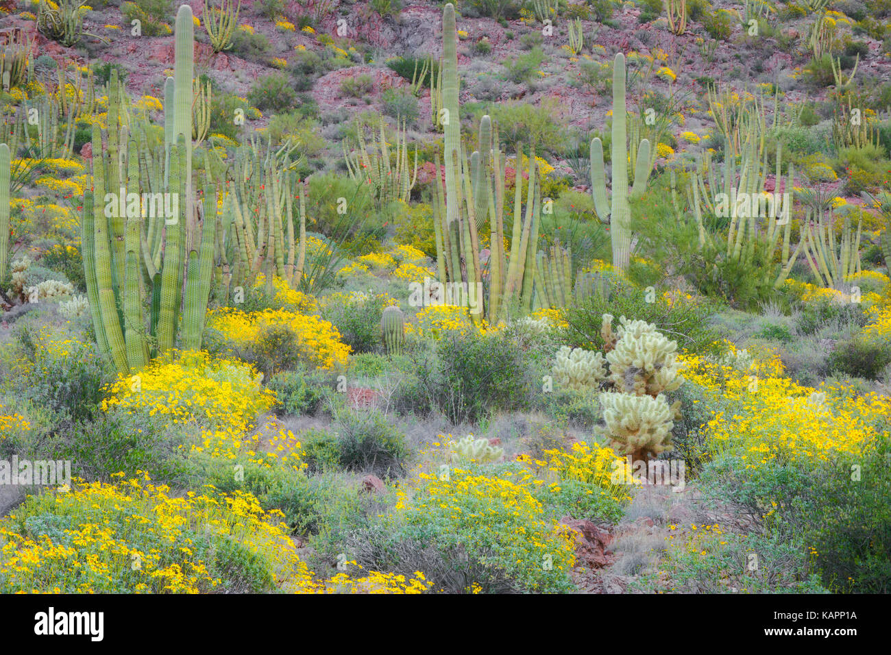 Spring bloom of brittle bush among the varieties of cacti in the Sonoran Desert and Arizona’s Organ Pipe Cactus National Monument. Stock Photo