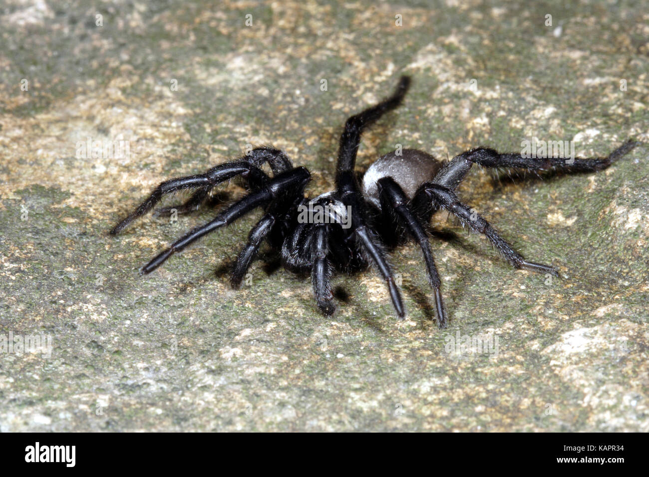 Silverback trapdoor spider (Idiommata sp.), on ground. Potentially dangerous. Cardwell Range, Queensland, Australia Stock Photo