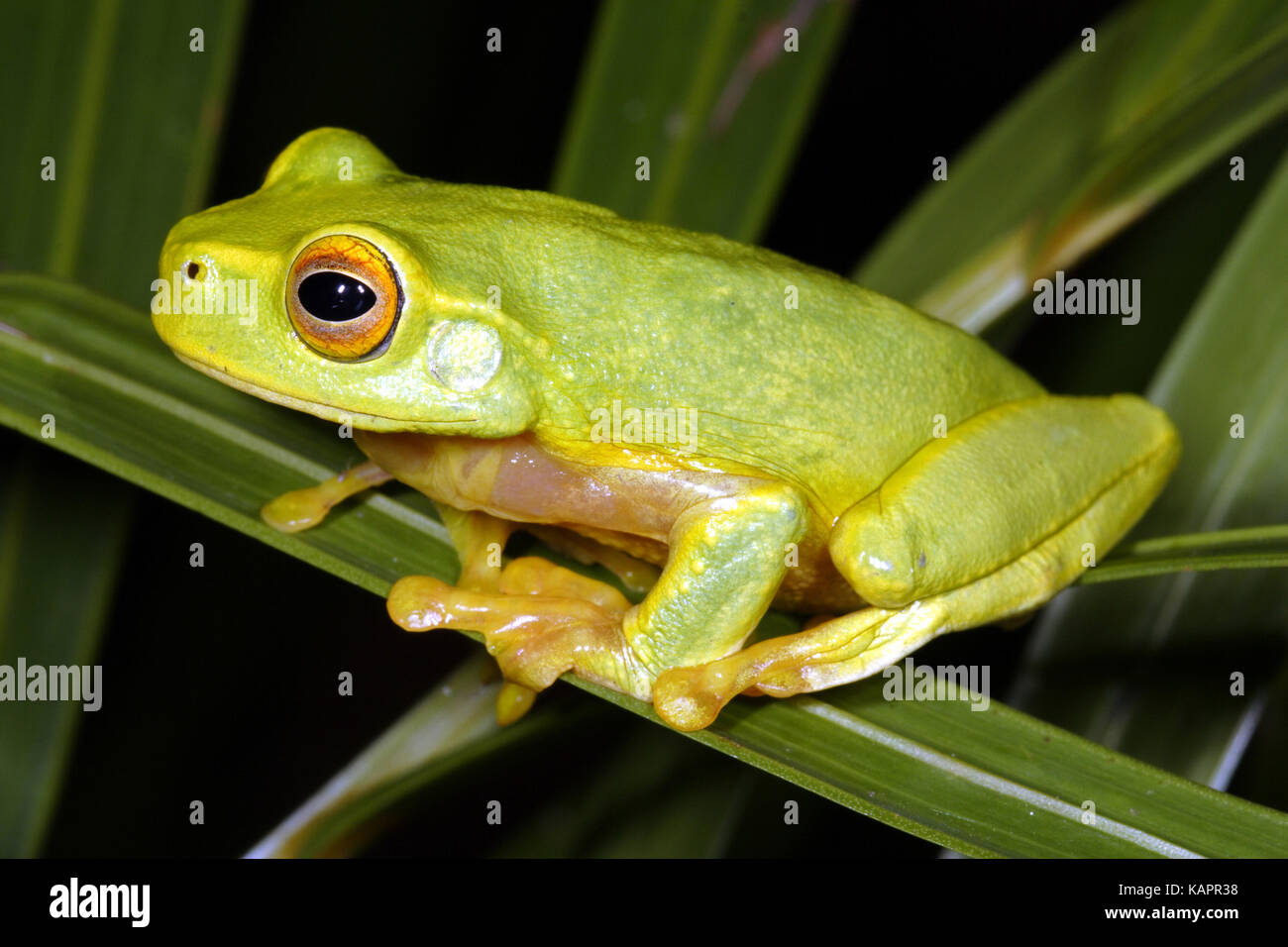 Dainty green tree frog (Litoria gracilenta), on a blade of vegetation. Cardwell Range, Queensland, Australia Stock Photo