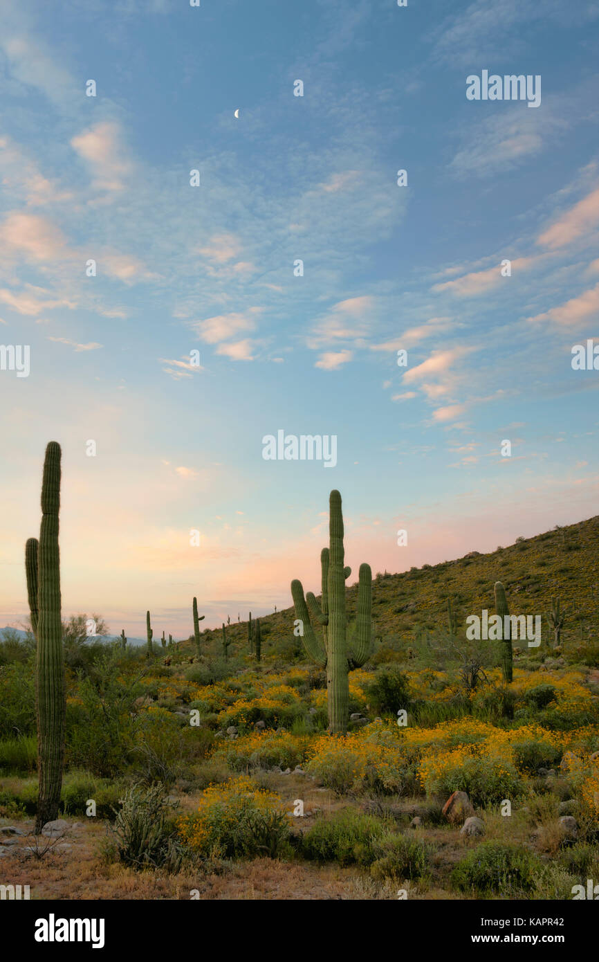 Sunrise over Arizona's White Tank Regional Park with spring bloom of brittlebush. Stock Photo