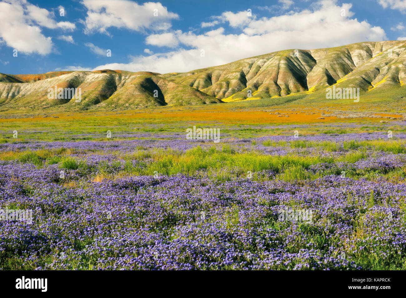 Purple phacelia and orange fiddleneck carpet the Elkhorn Plain in California’s Carrizo Plain National Monument. Stock Photo