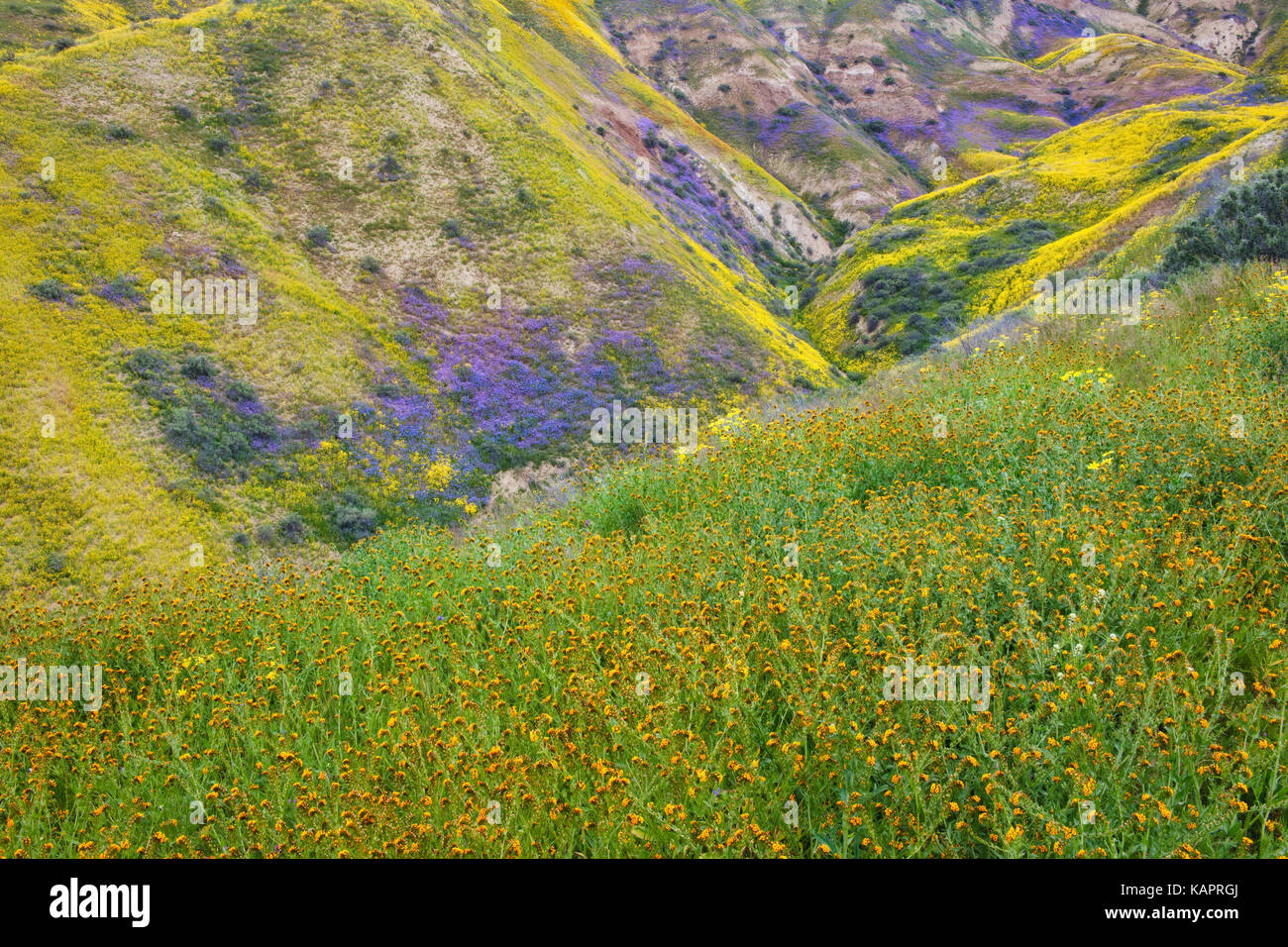 Fiddleneck hi-res stock photography and images - Alamy
