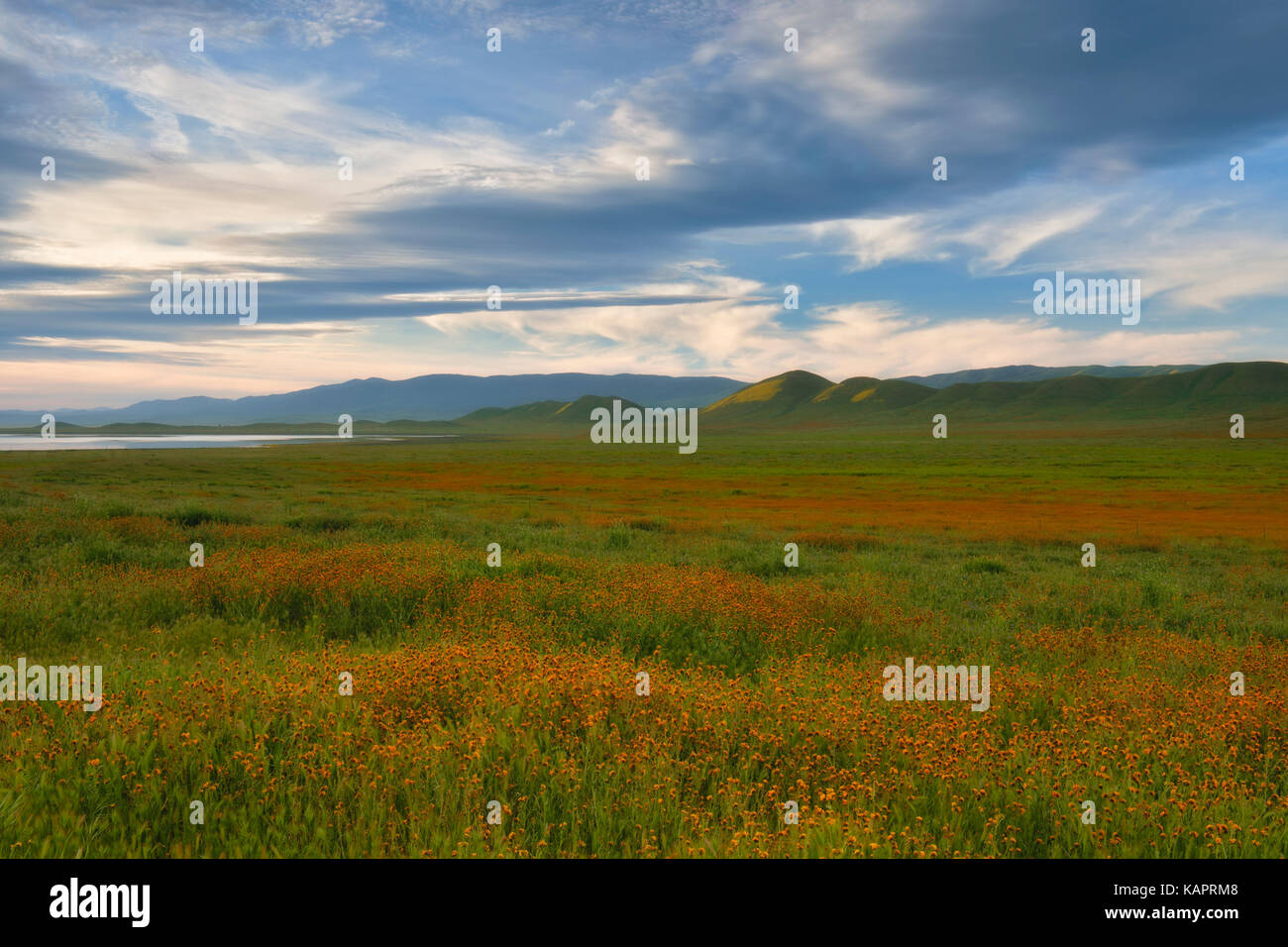 Fiddleneck hi-res stock photography and images - Alamy