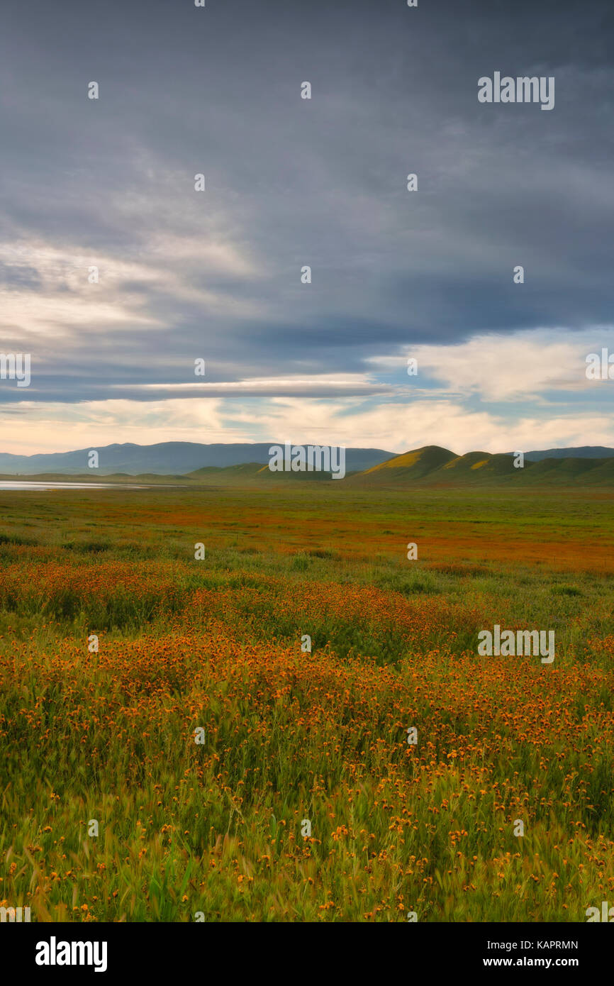 Fiddleneck hi-res stock photography and images - Alamy