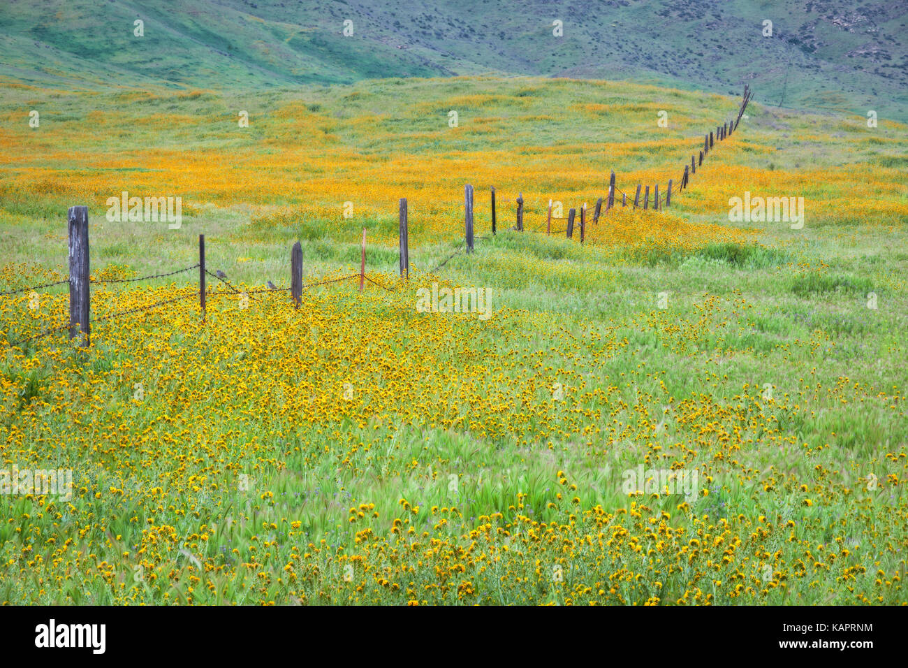 Super spring bloom of orange fiddleneck near Soda Lake in California’s Carrizo Plain National Monument. Stock Photo