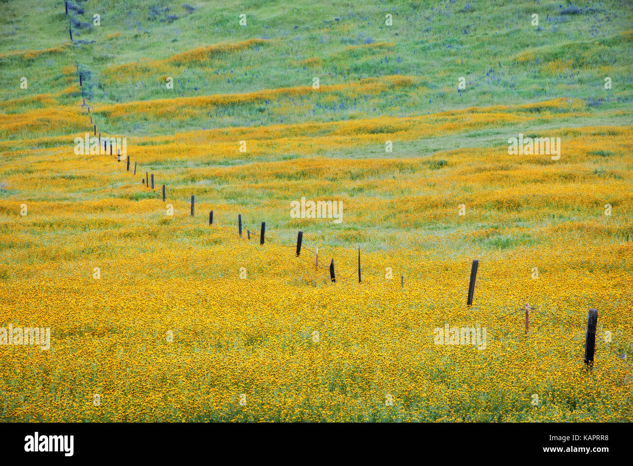 Super spring bloom of orange fiddleneck near Soda Lake in California’s ...