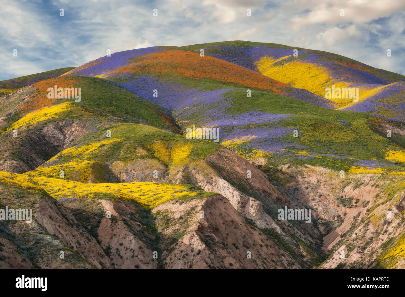 The super bloom of spring wildflowers on the Temblor Range in California’s Carrizo Plain National Monument. Stock Photo