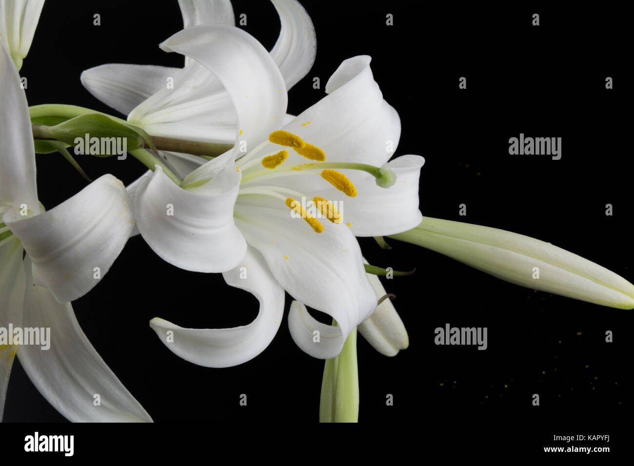 Flowers and buds of lilies on a black background Stock Photo