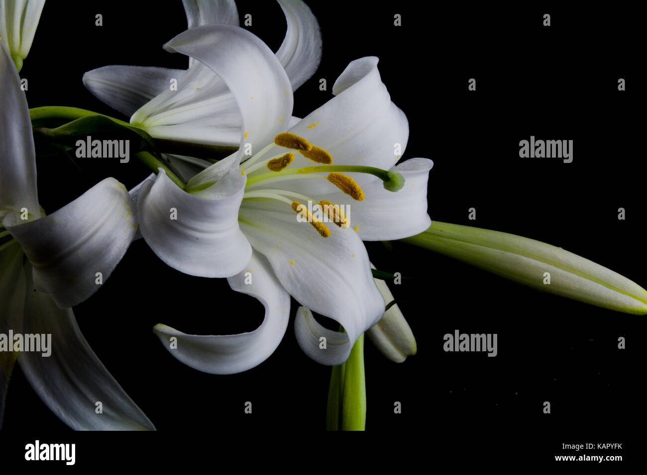 Flowers and buds of lilies on a black background Stock Photo