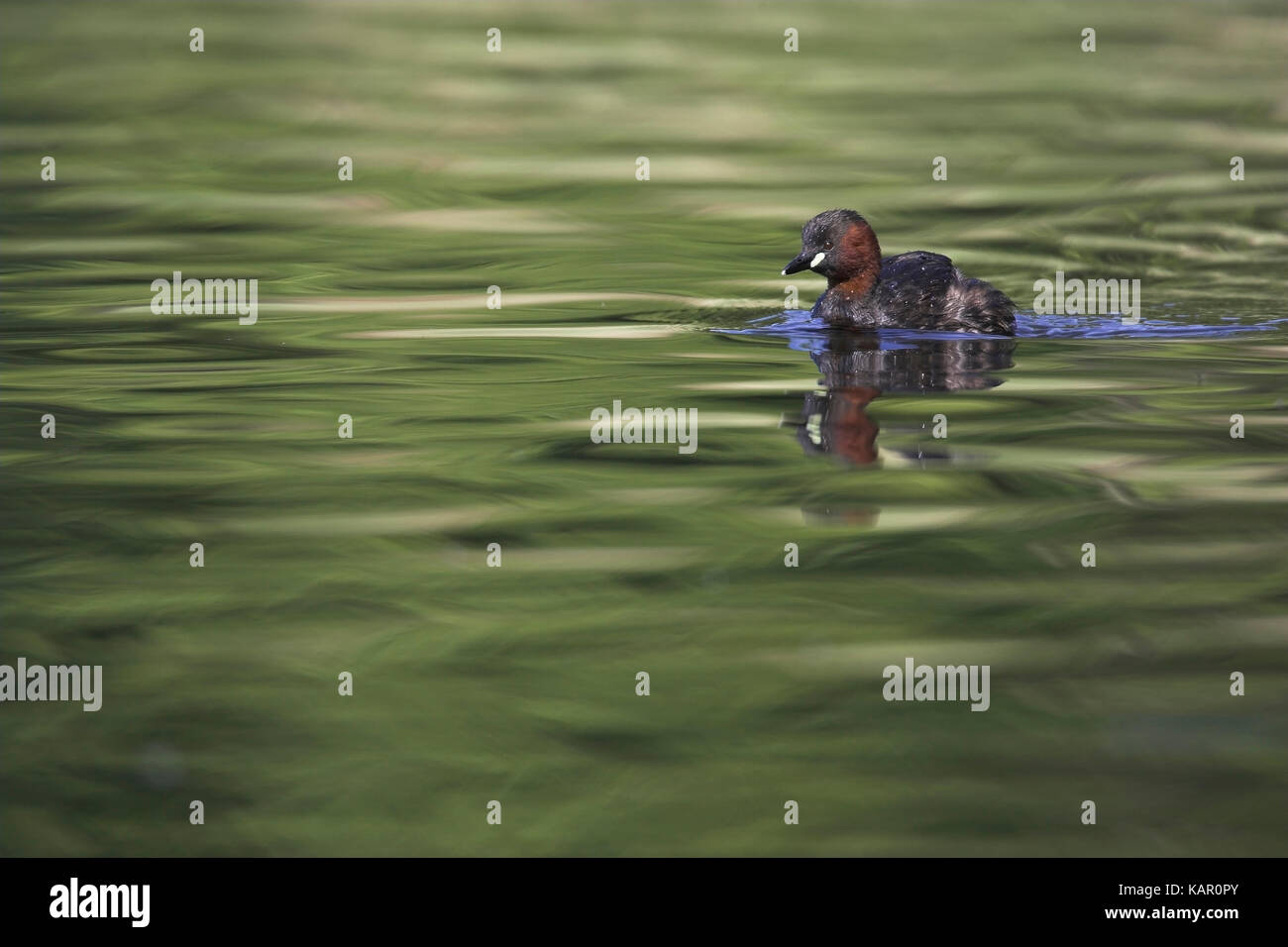 Midget diver, Littel Grebe, Tachybaptus ruficollis , Zwergtaucher / Littel Grebe / Tachybaptus ruficollis Stock Photo