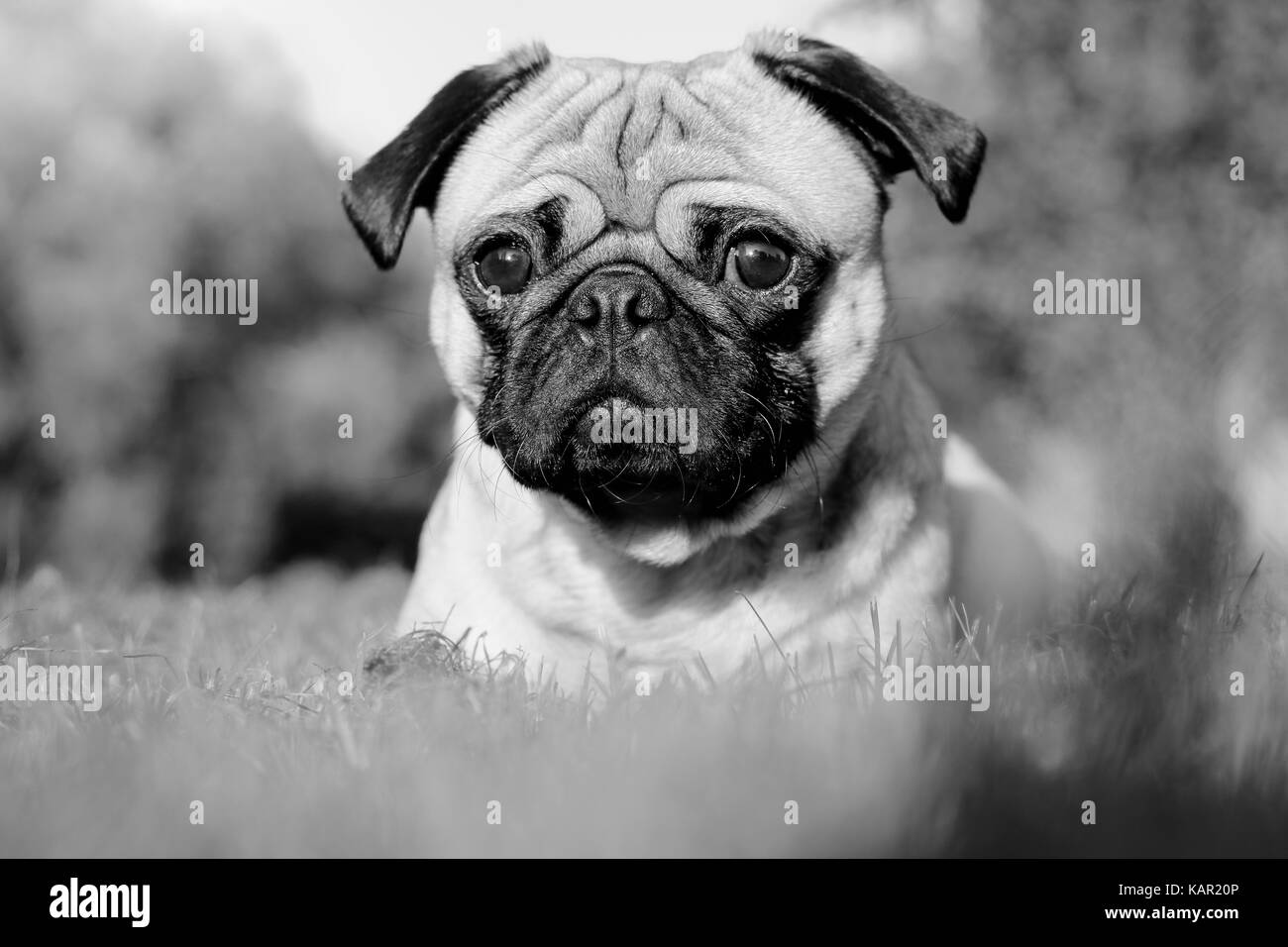 One year old fawn male Pug Stock Photo Alamy