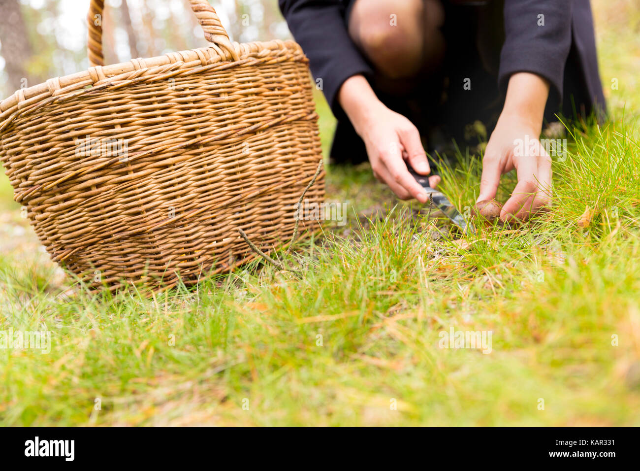 Woman collecting mushrooms in dark peaceful forest, escape from the city, mushroom harvest Stock Photo