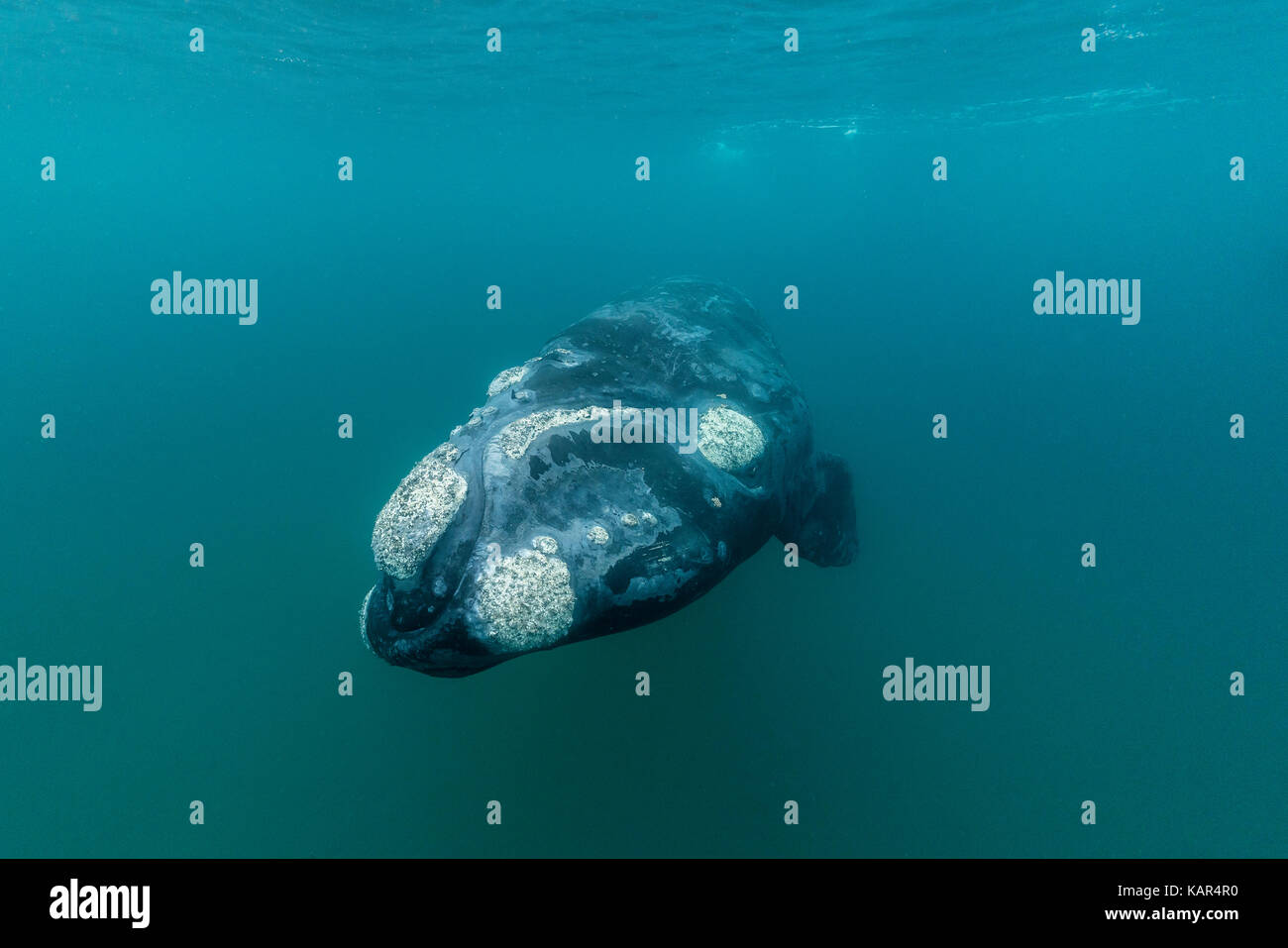 North atlantic right whale hi-res stock photography and images - Alamy