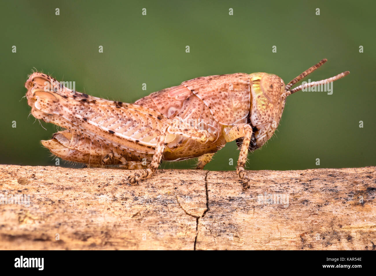 Extreme magnification - Cricket (grasshopper) Stock Photo