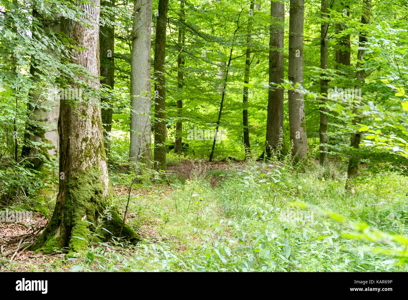 idyllic forest scenery at summer time in Southern Germany Stock Photo