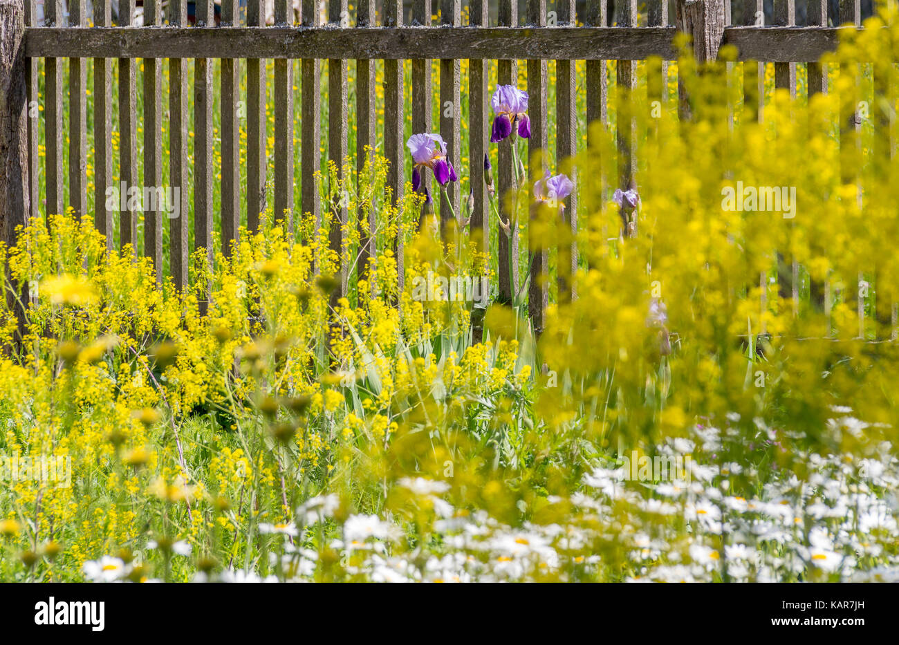 traditional rural herb garden in sunny ambiance at spring time Stock Photo