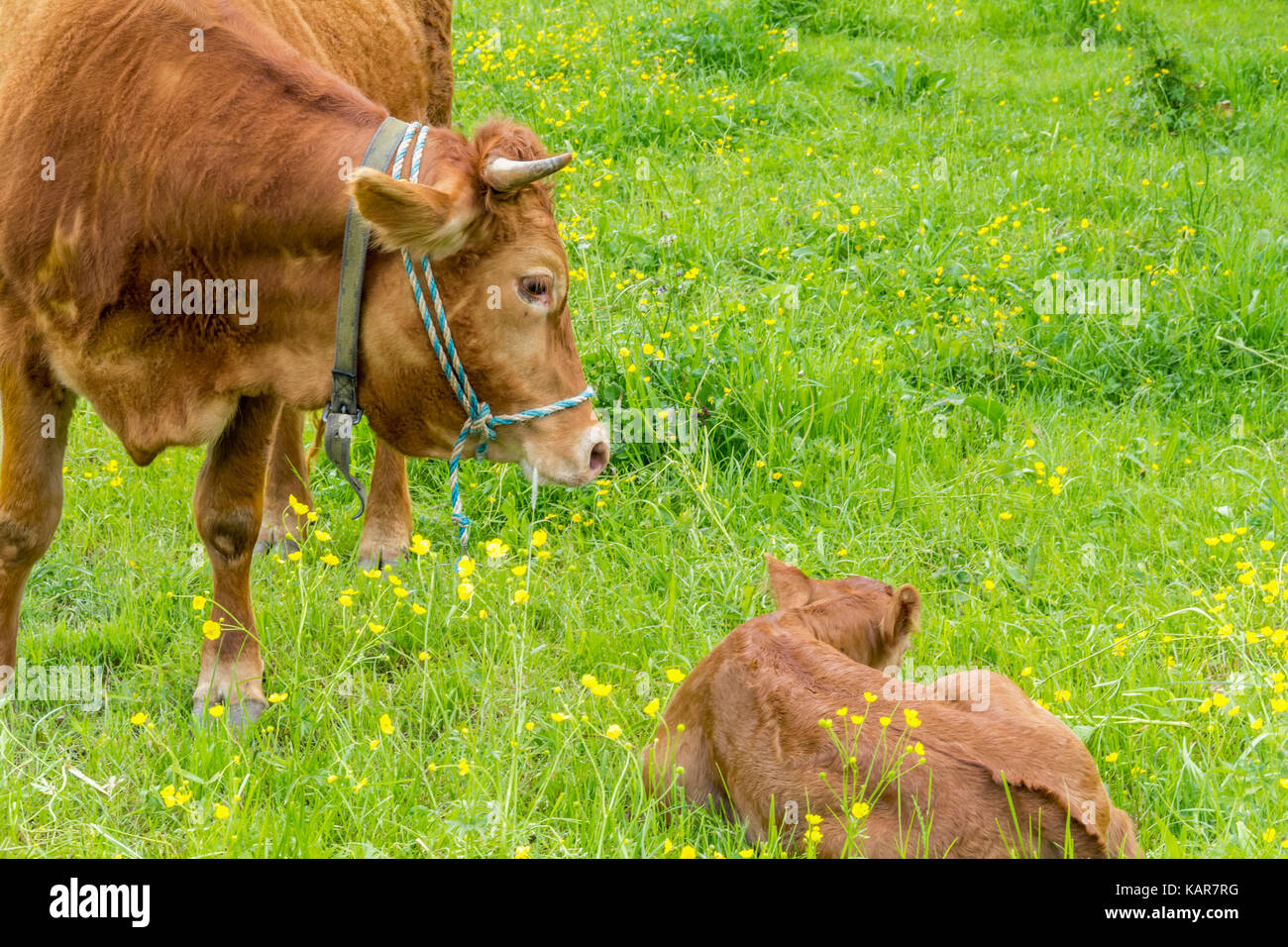 cow and calf on a green meadow Stock Photo - Alamy